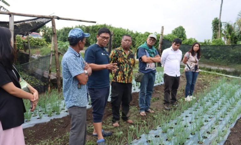 Inovasi Bertani Bawang Merah Tanpa Menggunakan Kompos Kandang di Parbuluan