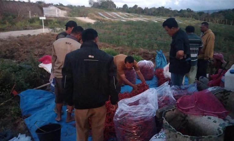 Panen Cabai dari KPT Parbuluan Tiba di Kantor Gubsu, Bupati Eddy Berutu: Dairi Bukan Lagi Memulai Tapi Sudah Tunjukkan Hasil