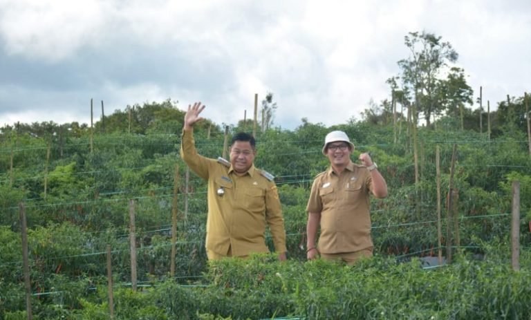 Bupati Dairi Eddy Berutu Tinjau Lahan Cabai di Kawasan Pertanian Terpadu, Sudah Panen 1,5 Ton