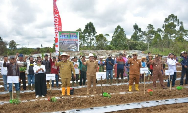 Tanam Bersama Kelompok Suka Tani, Eddy Berutu Bagikan Alat Pertanian 5 Unit