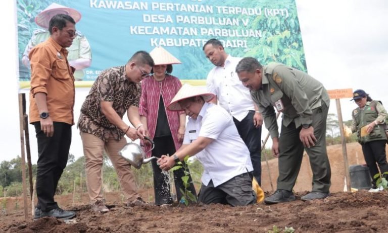 Komitmen Kembalikan Kejayaan Kopi Sidikalang, Bupati Eddy Berutu Tanam Bersama di KPT Parbuluan V